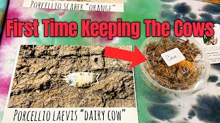 How To Setup Isopod Enclosure DAIRY COW ISOPODS [upl. by Enined641]