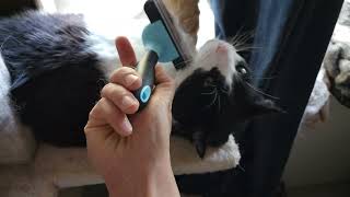 brushing cat personality 3 [upl. by Arrol]