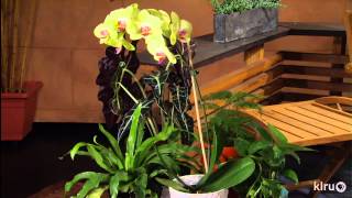 Central Texas GardenerMay 18 2013Indoor Plant Decor [upl. by Hitt]