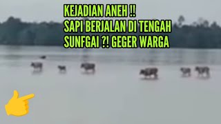 Aneh Tapi Nyata Puluhan Sapi Nyebrang Sungai  Viral Sapi Berenang Ke Gosong Pasir di Sungai ini [upl. by Helm312]