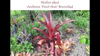 Aechmea Pinot Noir Bromeliad stolon cut to remove from the mother plant [upl. by Jeroma]