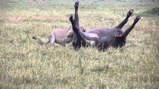 Lion eating buffalo Masai Mara Kenya [upl. by Maxa128]