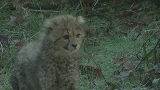 Adorable cheetah sextuplets take their first steps outdoors [upl. by Atilemrac]