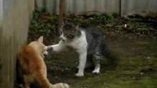 Pelea de Gatos Original [upl. by Jablon62]