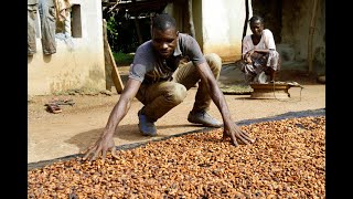 Côte dIvoire  humidité et maladies affectent la récolte de cacao [upl. by Ardnat]