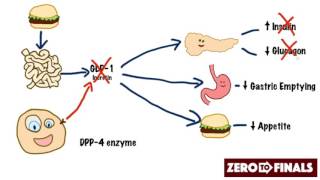 How does sitagliptin work DPP4 inhibitors and GLP1 mimetics [upl. by Peer]