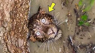 Man Saves Drowning Leopard From A Well – Turns PALE When He Sees What It’s Protecting [upl. by Nylrahs]