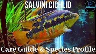 Salvini Cichlid  Care Guide amp Species Profile [upl. by Meryl]