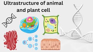 Ultrastructure of animal and plant cell [upl. by Edora482]