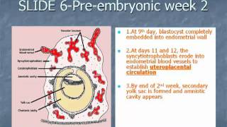 Slide 6 Preembryonic week 2 [upl. by Tirza484]