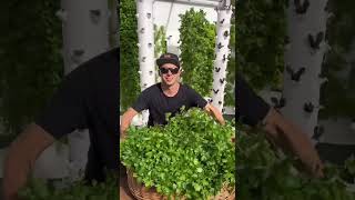 Hydroponics viralvideo agrimachinery agriculture viralvideo shortvideo shorts [upl. by Cleave779]