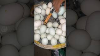 Healthy Boiled Egg Selling 🥚😱 shorts [upl. by Aserehc737]