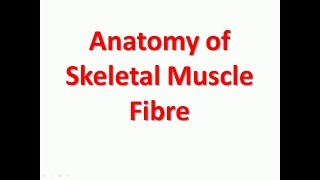 Anatomy of Skeletal Muscle Fibre SImple explaination in short  Bhushan Science [upl. by Mosra]