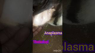 Treatment of anaplasma in cow theleriosi trypanosoma babeiosiosishortsvideoanimalsfunnyvideo [upl. by Nospmas]