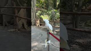 Caught the parrot at my hotel lacking shorts thickofit ksi music video trending [upl. by Haye]