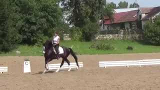 Contendor top dressage stallion for sale [upl. by Ayerf]