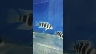 Frontosa Cichlid  Humphead cichlid fish aquarium viralshorts subscribe [upl. by Valeda]