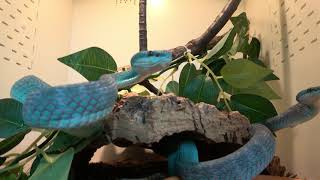 Blue Insular Pit Vipers [upl. by Elehcar287]