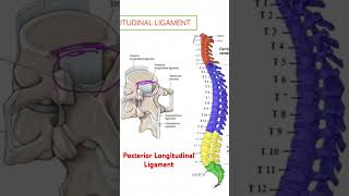 Posterior longitudinal ligament VERTEBRAL COLUMN BIOMECHANICS [upl. by Etnoel737]