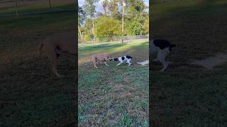 GSP VS Mastiff 🐶😤 dog puppy doglover nature mastiff petowner pointerdog dogs doglovers [upl. by Llewkcor280]