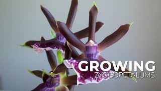 Growing Zygopetalums My Experience on How They Grow in My Environment  ORCHID CARE [upl. by Annyl]