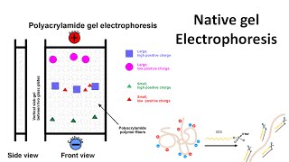 Native gel electrophoresis [upl. by Nahsez484]