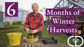 6 months of winter harvests from one sowing  salad leaves in unheated structures [upl. by Haymes607]