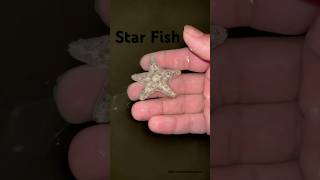 Star Fish  Explore  BycatchAdventures marinewildlife [upl. by Loise442]