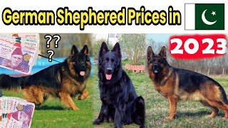 German shephered dog prices in Pakistan 2023  Dogs Prices rate in 2023 zeeshan pets lover [upl. by Worsham]