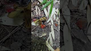 Slug tripping on red Fly agaric Amanita muscaria small mushrooms fungi toadstools Dry trail [upl. by Pinebrook]