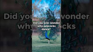 Why Peacocks Dance shorts facts animals gk generalknowledge peacock [upl. by Elurd967]