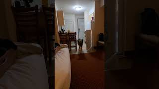 Guess Im ordering Chinese food tonight germanshepard viralvideo dogs funny chinesefood [upl. by Oleusnoc513]