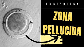 Zona Pellucida  IN THREE MINUTES [upl. by Schnell]