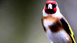 My Goldfinch sings a tutor song تغريد حسون جميل [upl. by Keon]