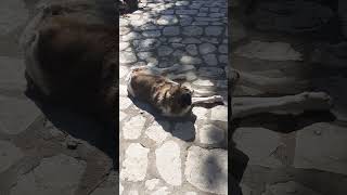 An amazing stray dog ​​relaxes in the square of a mountain Greek village asmr dog doglover [upl. by Holds732]