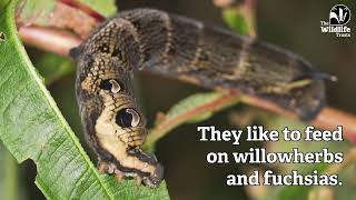 Elephant hawk moth caterpillars [upl. by Imyaj107]