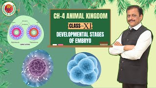 Developmental Stages of Embryo  Easy Explanation  Ch4 Animal Kingdom  Class 11 Bio by Gulab Sir [upl. by Adnuhsor]