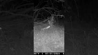 Eastern Cottontail Rabbit wildlife animals trailcamera [upl. by Nathan]