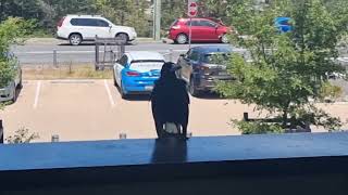 Australian magpie grooming amp warbling whilst watching surrounds from tree branchGymnorhina tibicen [upl. by Charmion543]