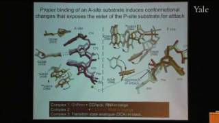 From Structure and Function of Ribosomes to New Antibiotics [upl. by Gypsie]