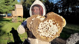 MASSIVE European Hornet Nest in Ceiling  Largest Hornet Nest Ever Removed  Eating Hornets [upl. by Aninaj]