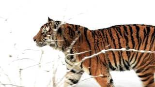 Panthera tigris altaica 5D mkII video [upl. by Meekar]