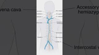 The Spine Your Body’s Most Interesting Anatomy [upl. by Jeremias]