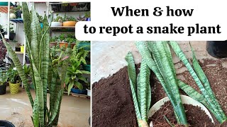 When amp how to repot snake plantsnake plant ko kab aur kaise repot kare🪴🪴🪴 [upl. by Kee]