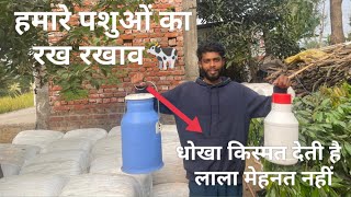 Pashuo ka din chariya subscribe business vlog dairyfarm hf cow🐄 milking viral video ll￼ [upl. by Massingill75]