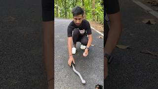 Remote control snake unboxing and testing shorts toys rcsnake rcunboxing automobile viral [upl. by Blunt862]