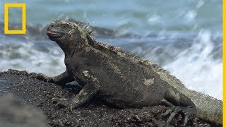 Las iguanas marinas el único lagarto que nada en el mar  National Geographic en Español [upl. by Eli732]