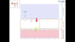 The Kidneys Role in Acid Base Balance [upl. by Forsyth886]