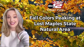 Fall colors peaking at Lost Maples State Natural Area through midNovember [upl. by Bywoods]