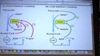 29 Biochemistry Citric Acid Cycle II Lecture for Kevin Aherns BB 451551 [upl. by Anbul]